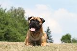 BULLMASTIFF 302